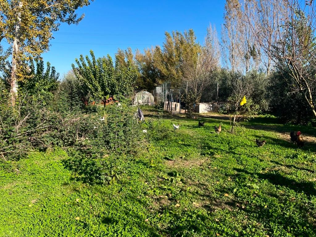 Immagine 2 di Terreno agricolo in vendita  a Pisa