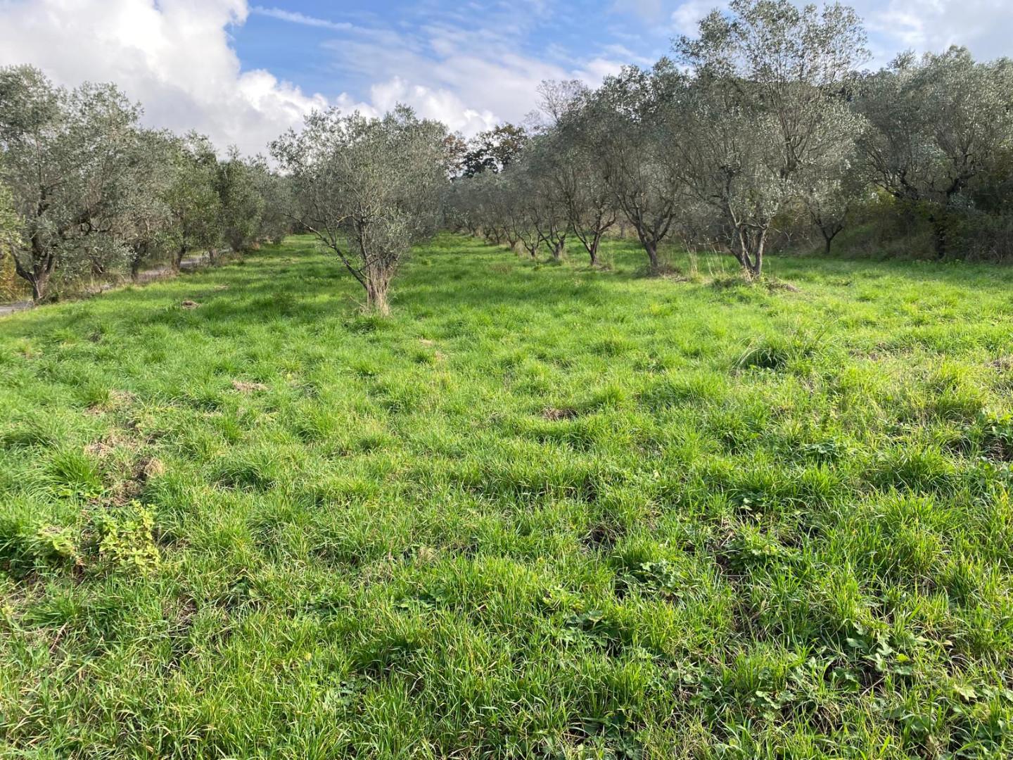 Immagine 3 di Terreno agricolo in vendita  a Livorno