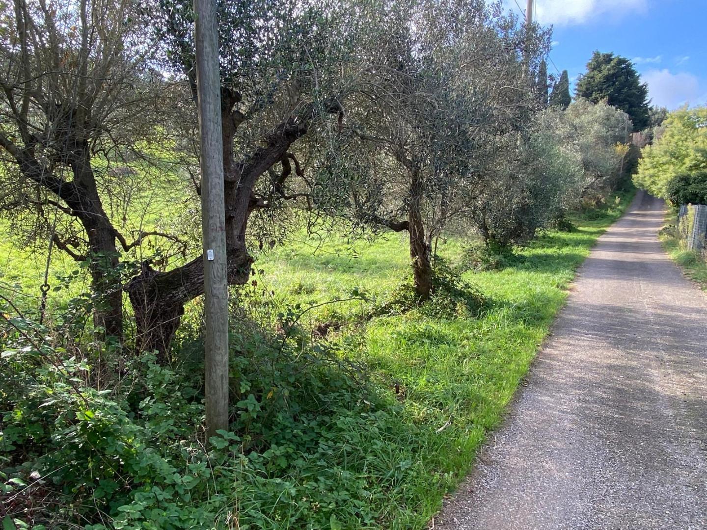 Immagine 10 di Terreno agricolo in vendita  a Livorno