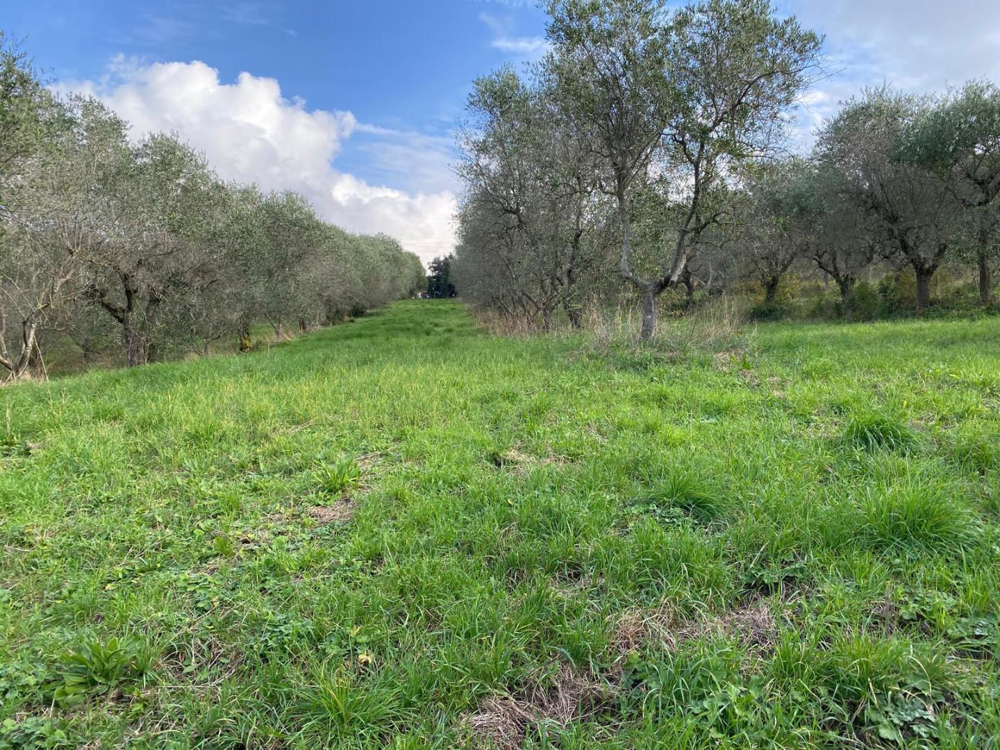 Immagine 2 di Terreno agricolo in vendita  a Livorno