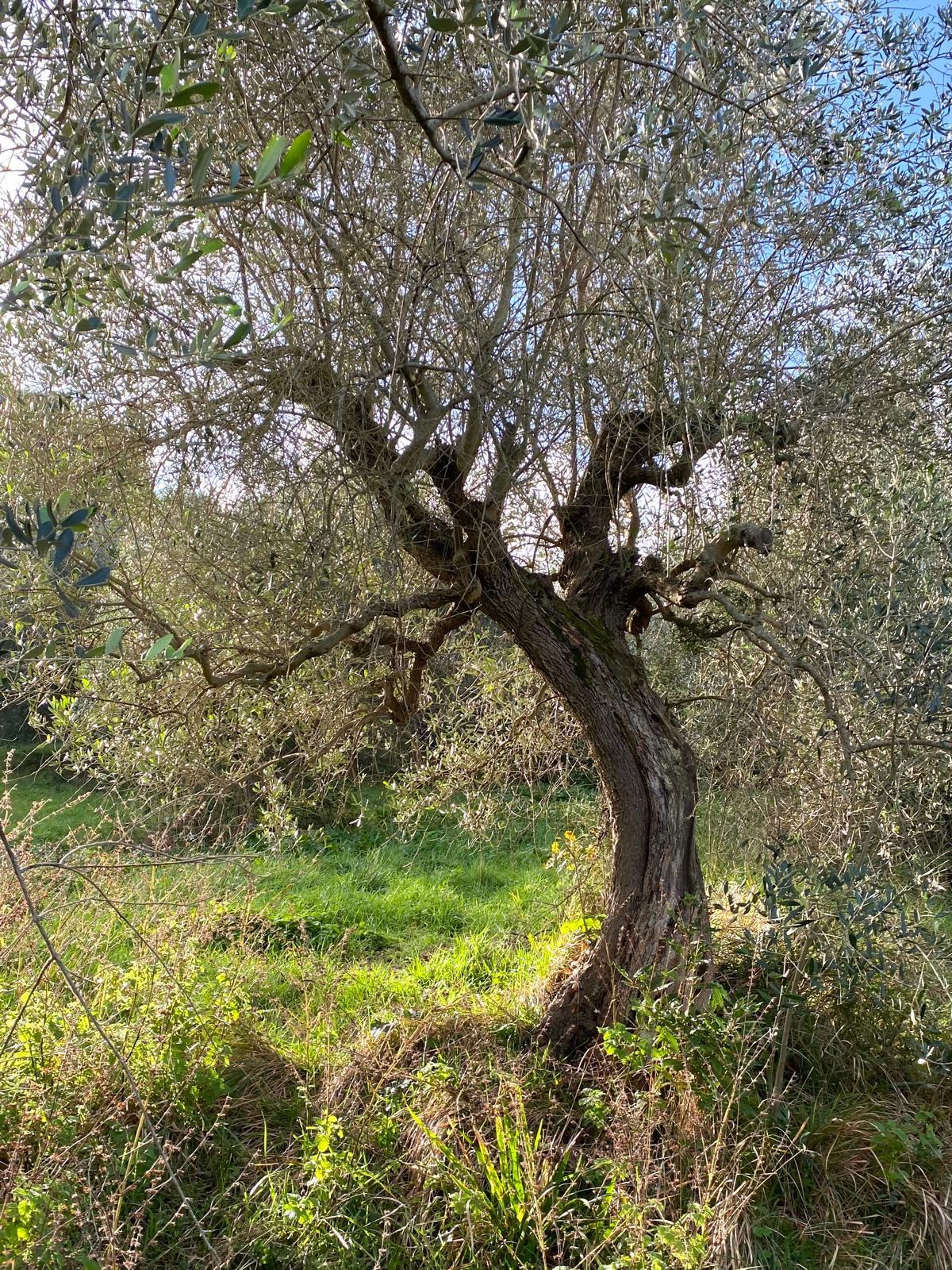 Immagine 7 di Terreno agricolo in vendita  a Livorno
