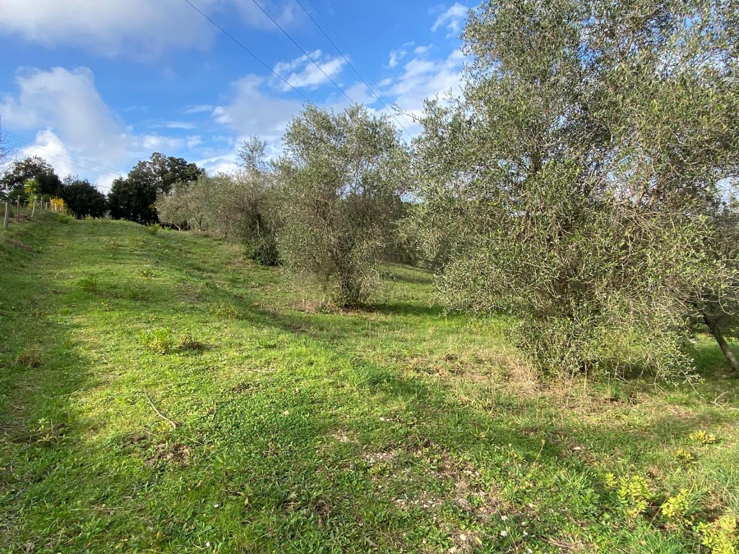Immagine 9 di Terreno agricolo in vendita  a Livorno