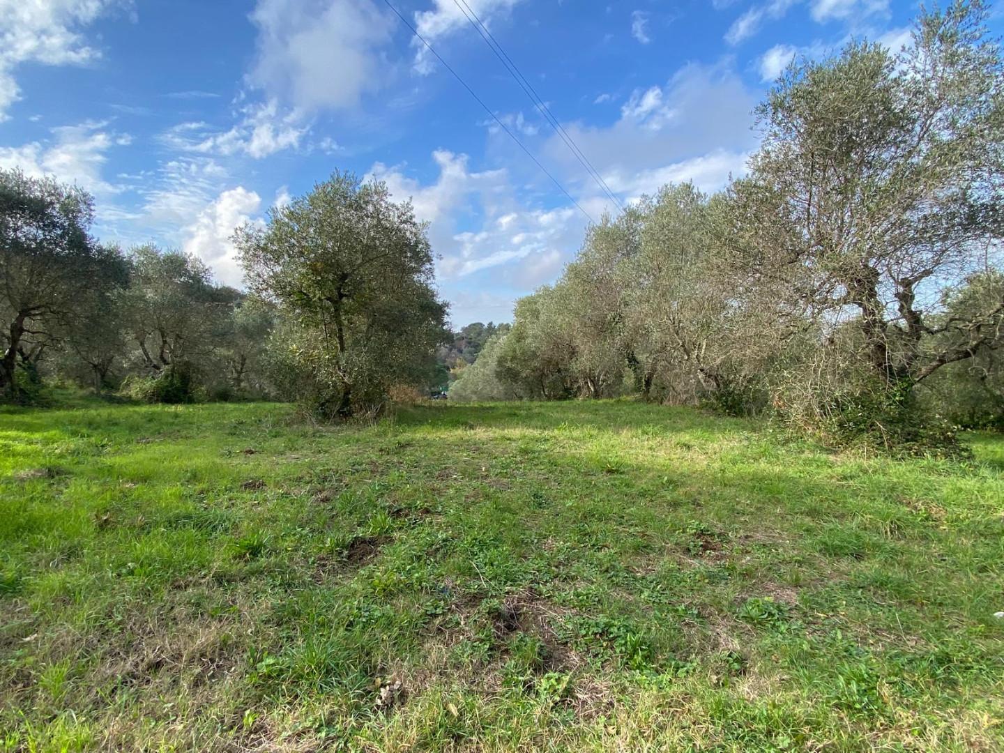 Immagine 11 di Terreno agricolo in vendita  a Livorno