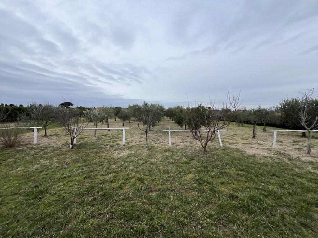 Immagine 13 di Terreno agricolo in vendita  a Bibbona