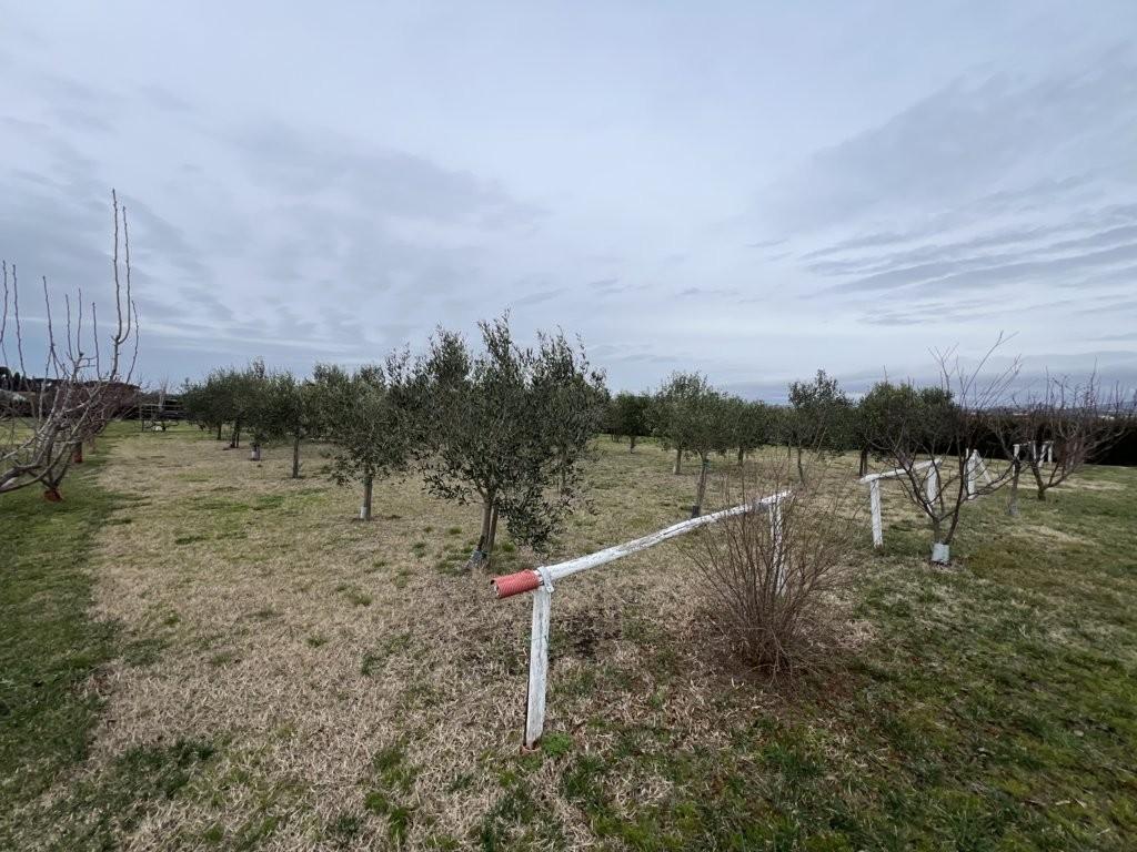 Immagine 21 di Terreno agricolo in vendita  a Bibbona