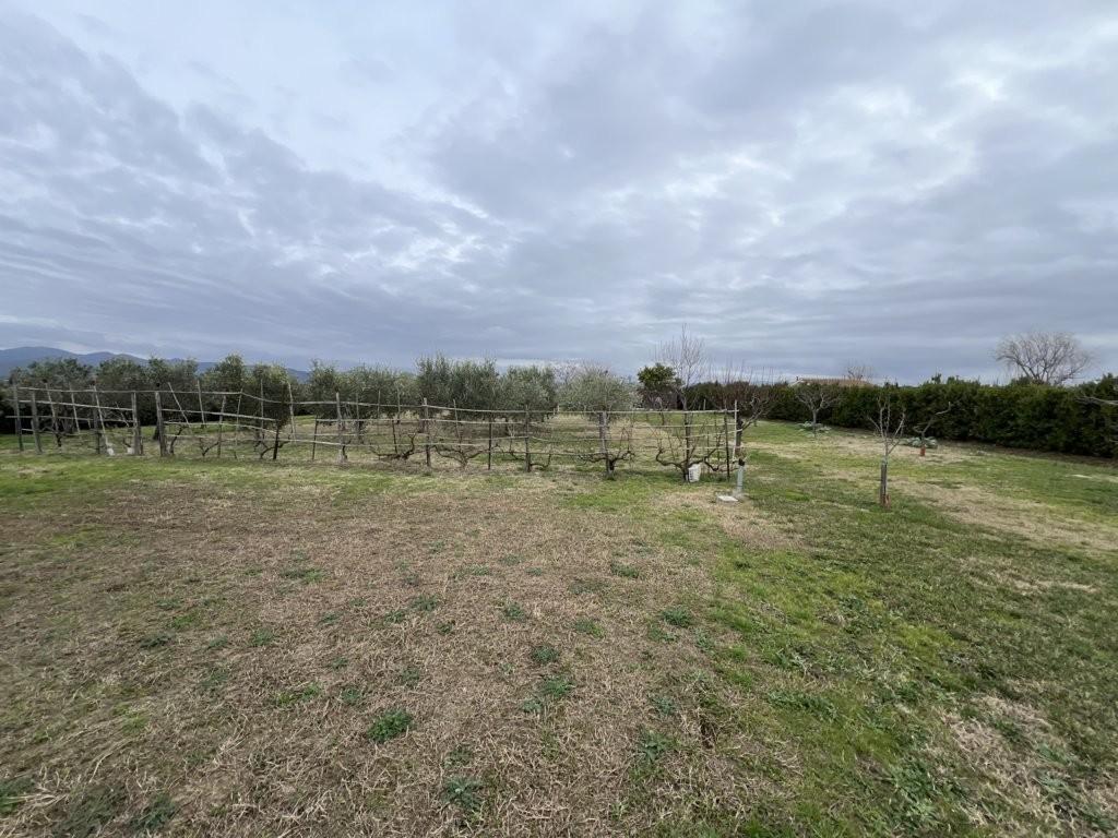 Immagine 20 di Terreno agricolo in vendita  a Bibbona