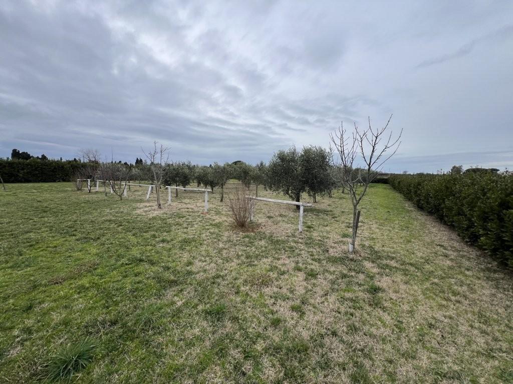 Immagine 12 di Terreno agricolo in vendita  a Bibbona