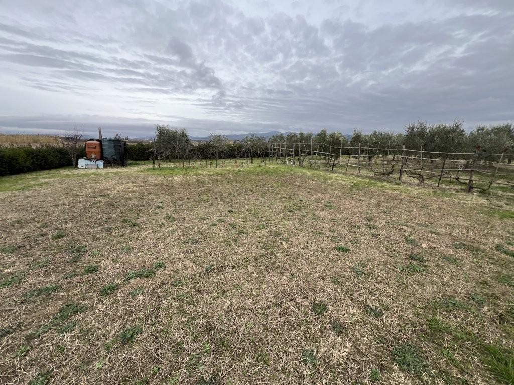 Immagine 19 di Terreno agricolo in vendita  a Bibbona