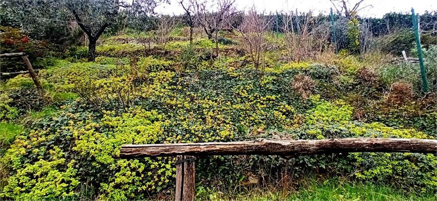 Immagine 6 di Villetta a schiera in vendita  a Pistoia