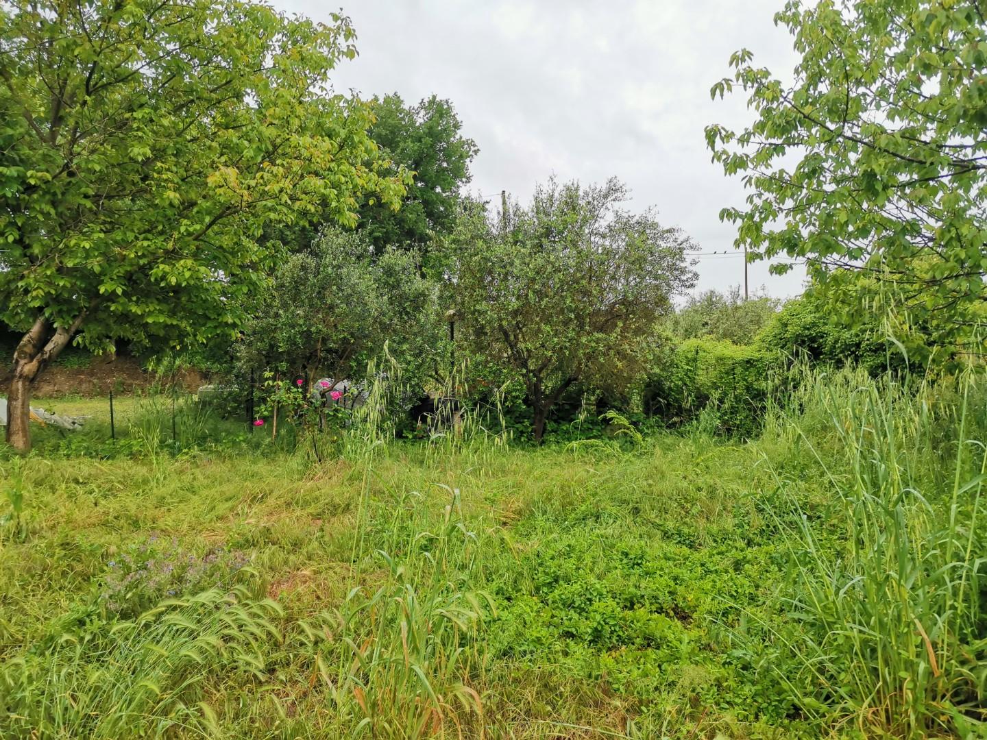Immagine 5 di Terreno agricolo in vendita  a Poggibonsi