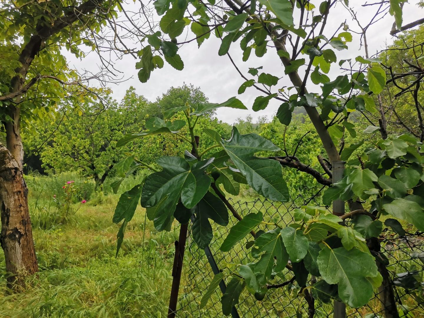 Immagine 1 di Terreno agricolo in vendita  a Poggibonsi