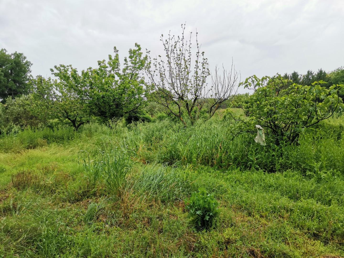 Immagine 9 di Terreno agricolo in vendita  a Poggibonsi