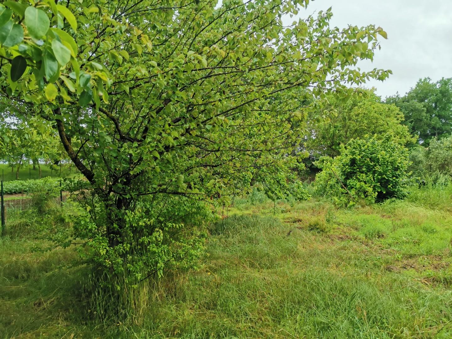 Immagine 2 di Terreno agricolo in vendita  a Poggibonsi