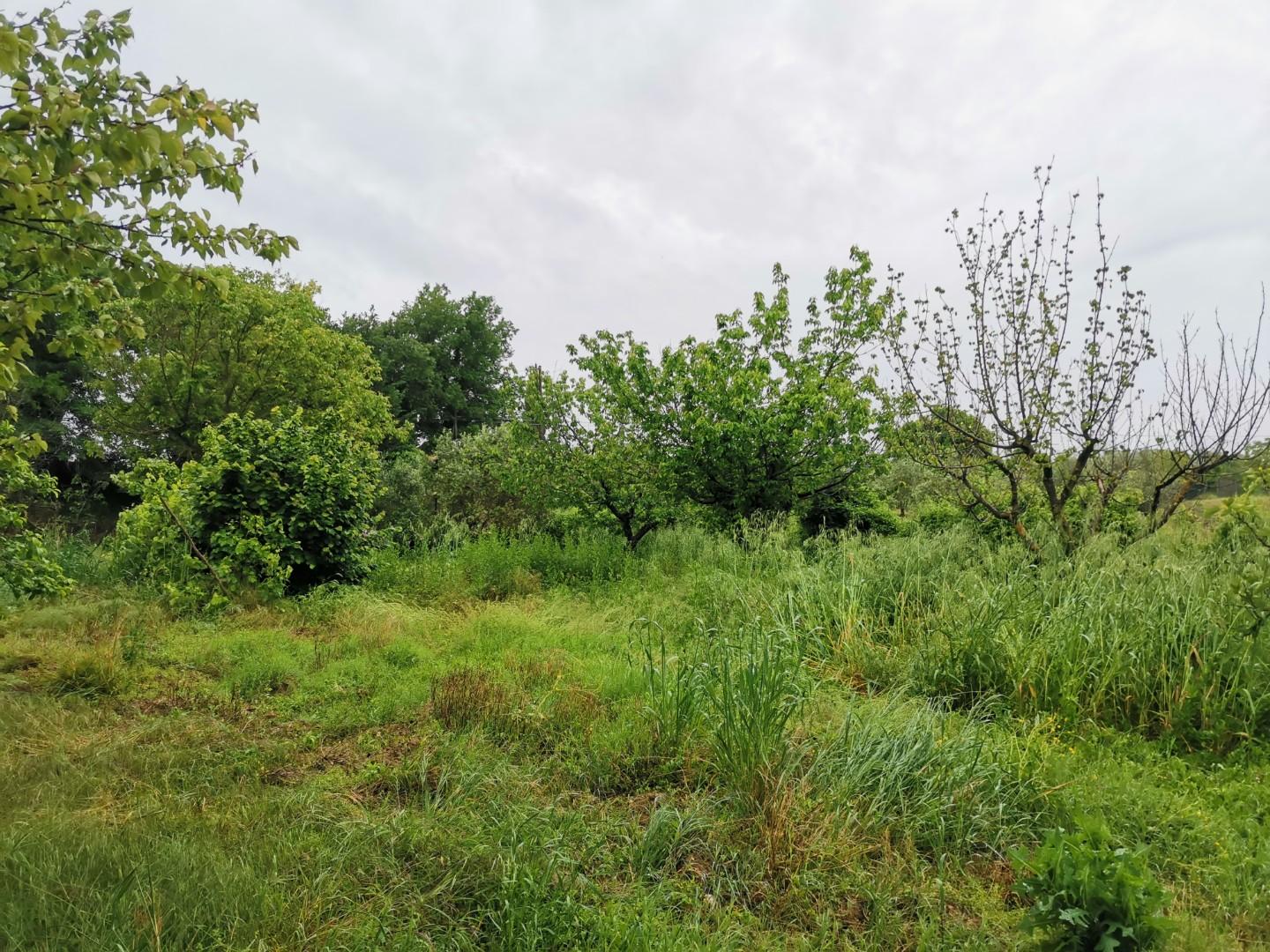 Immagine 6 di Terreno agricolo in vendita  a Poggibonsi