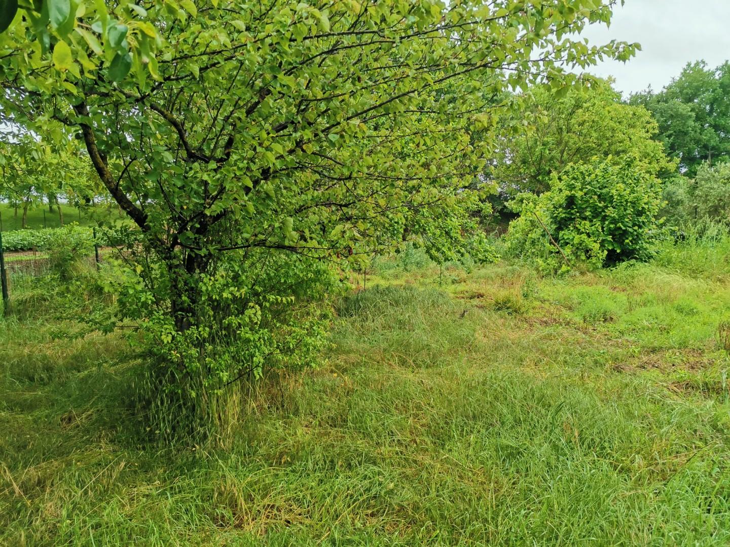 Immagine 7 di Terreno agricolo in vendita  a Poggibonsi