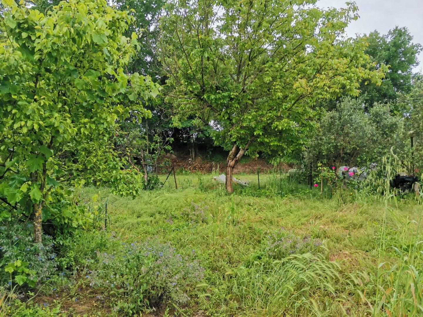 Immagine 4 di Terreno agricolo in vendita  a Poggibonsi