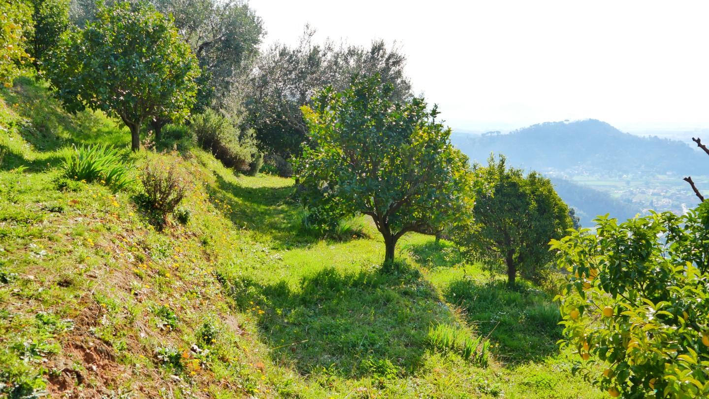 Foto annuncio 81