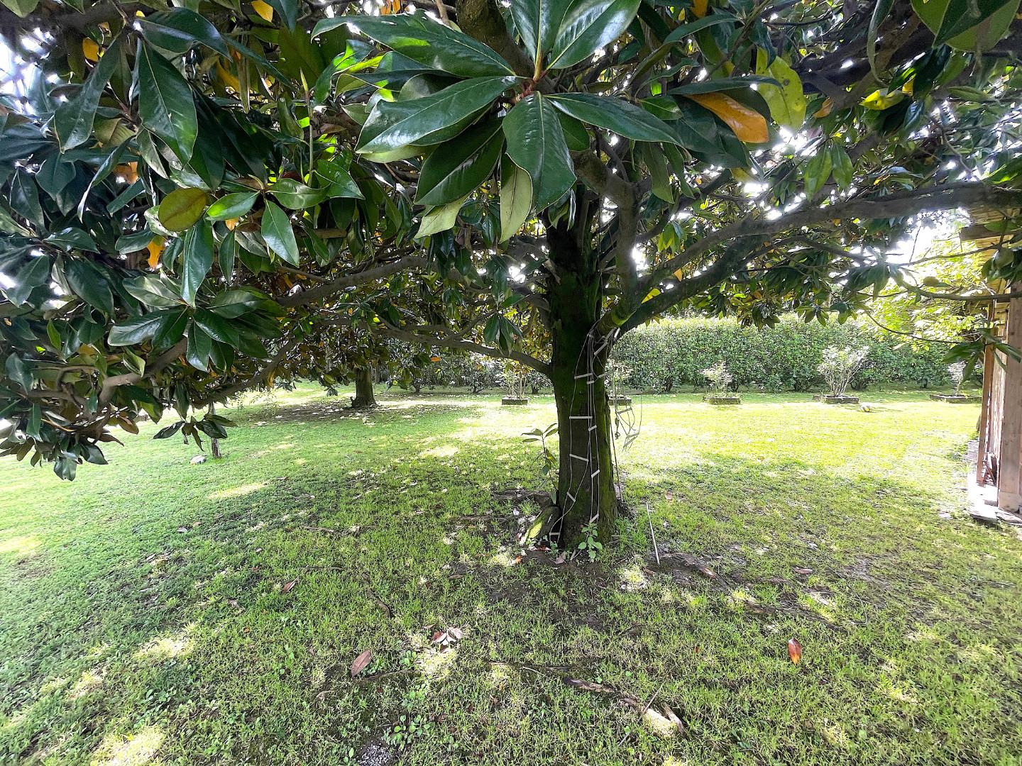 Immagine 4 di Appartamento in vendita  a Pietrasanta