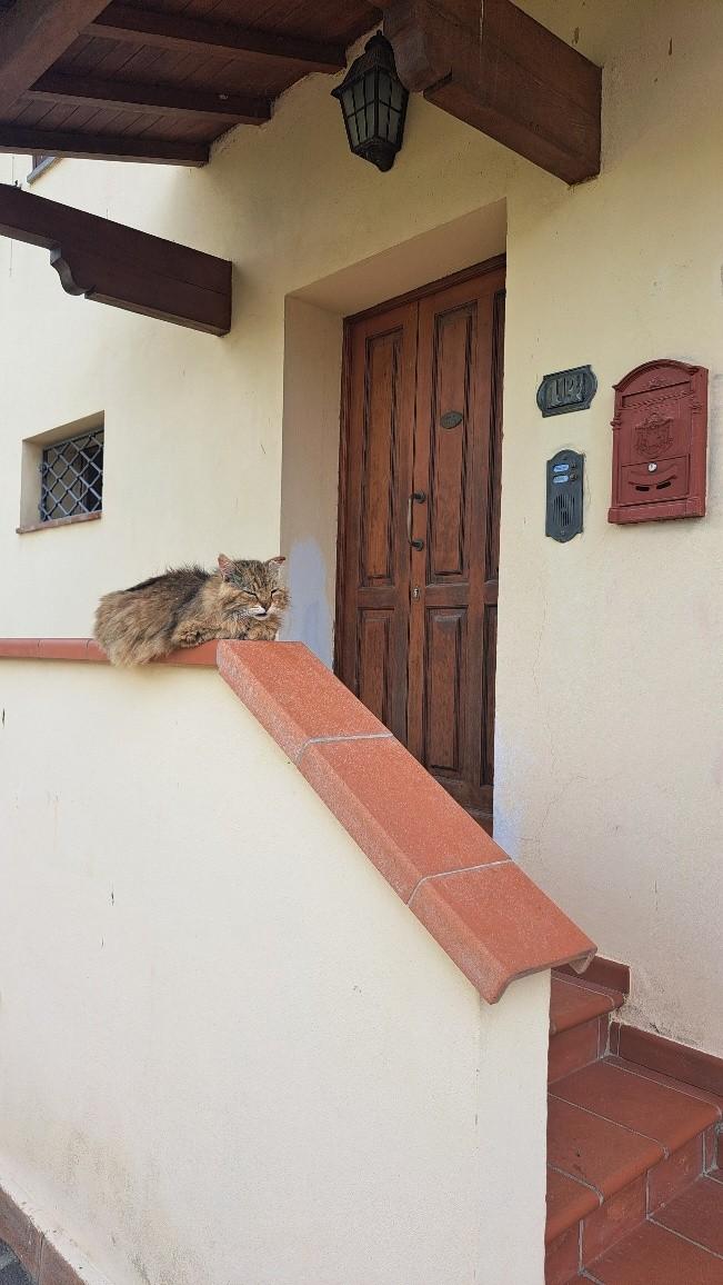 Immagine 13 di Casa colonica in vendita  a Pontedera