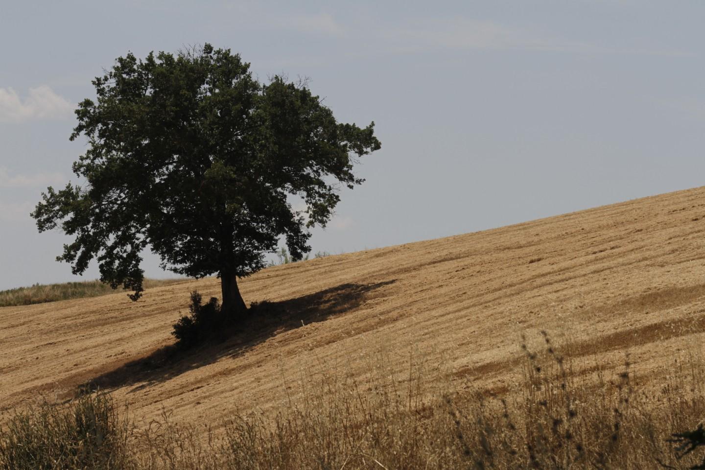 Foto annuncio 47