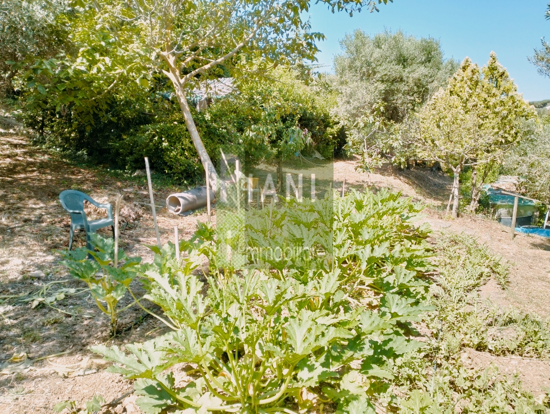 Immagine 1 di Terreno agricolo in vendita  a Livorno
