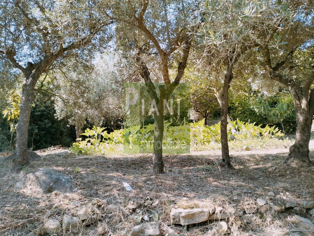 Immagine 6 di Terreno agricolo in vendita  a Livorno