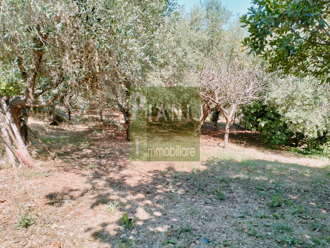 Immagine 2 di Terreno agricolo in vendita  a Livorno