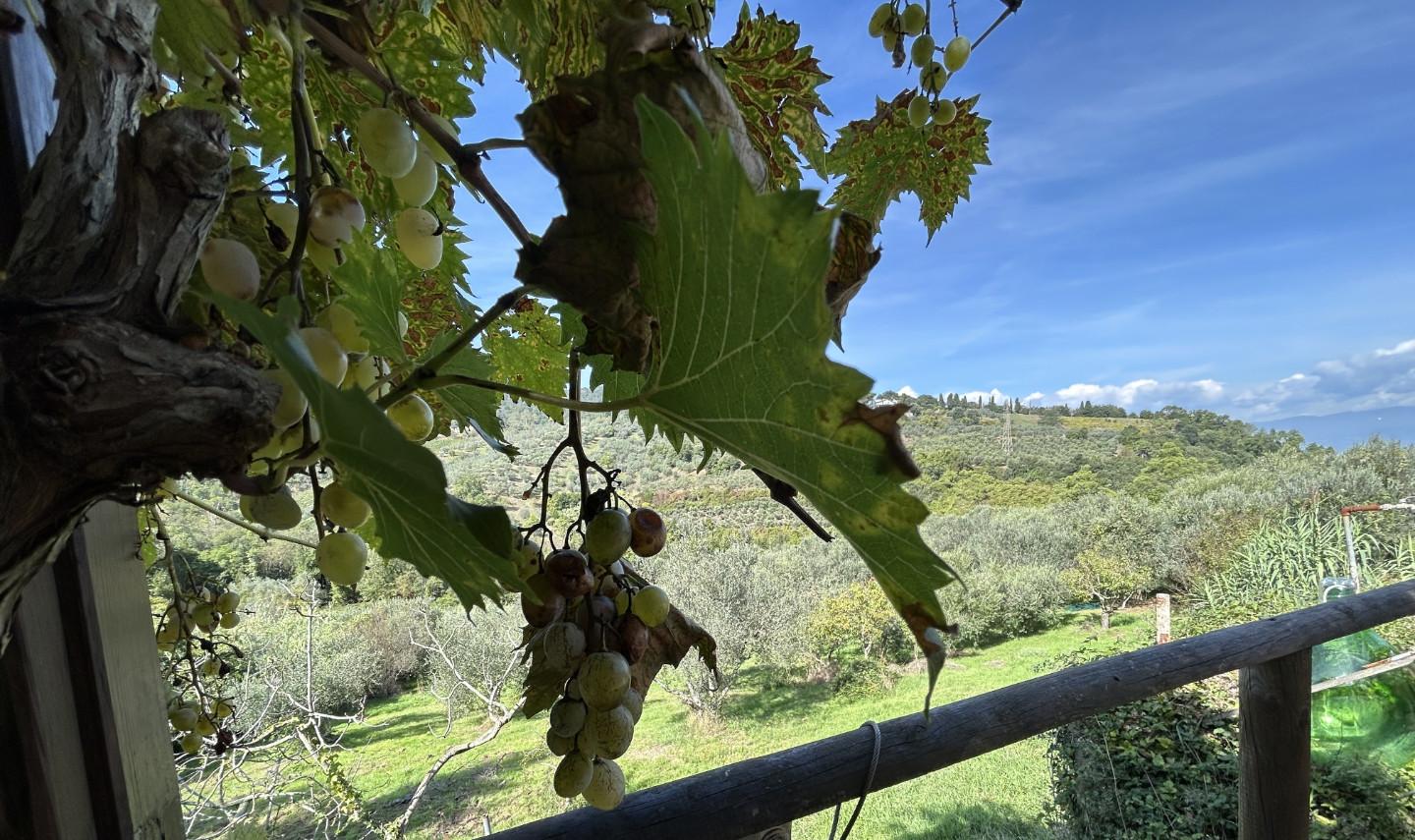Immagine 41 di Casa colonica in vendita  a Carmignano