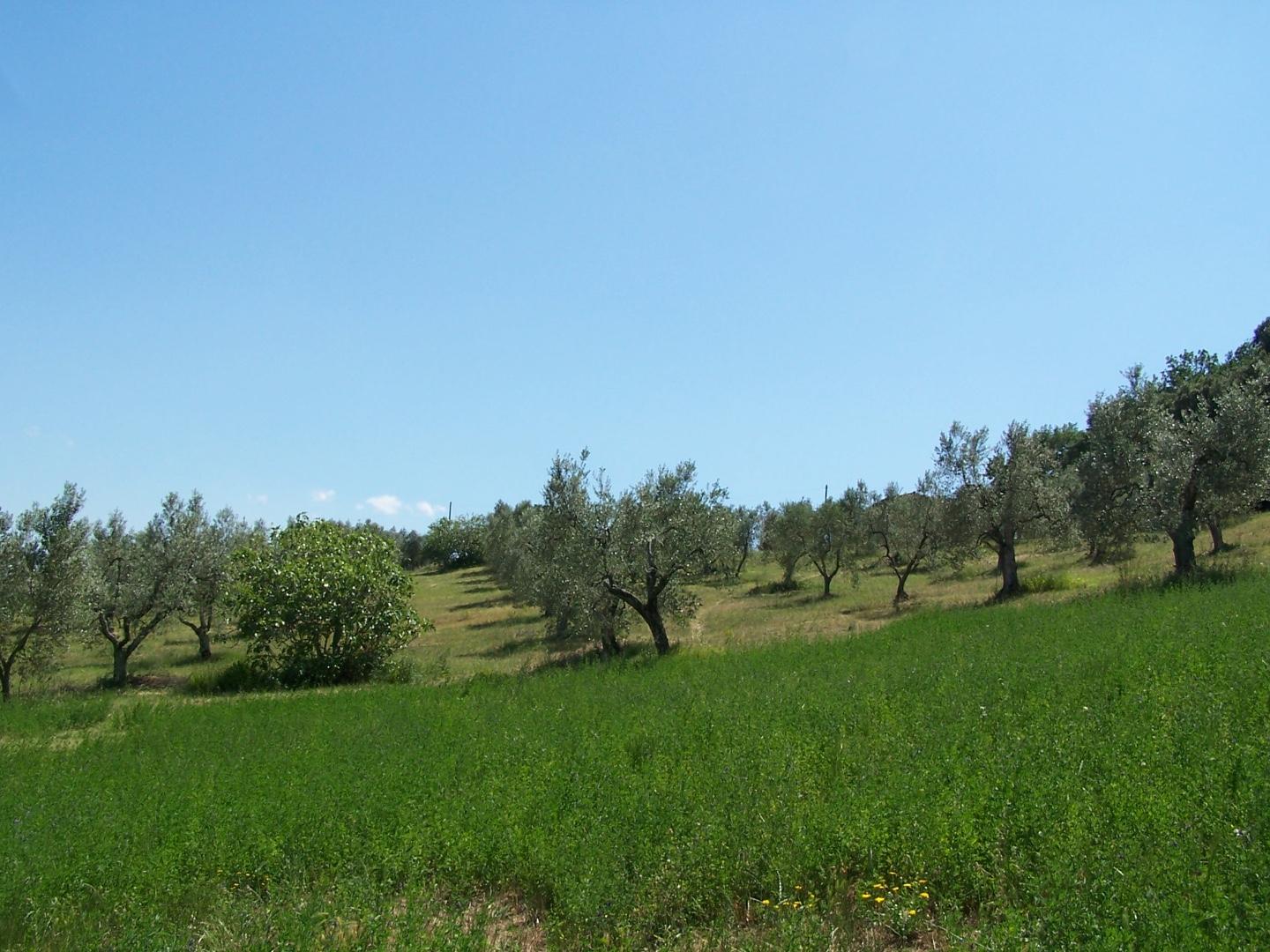 Foto annuncio 5