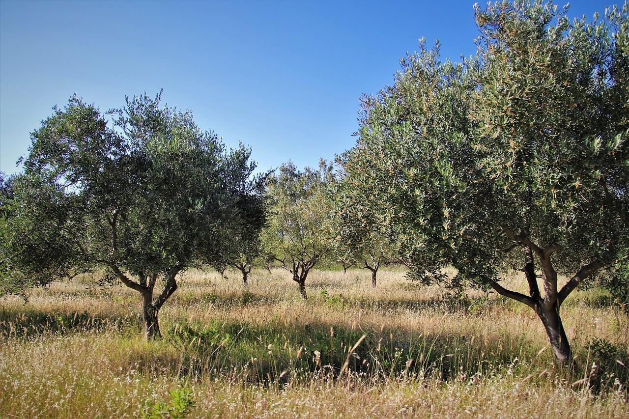 Foto annuncio 1