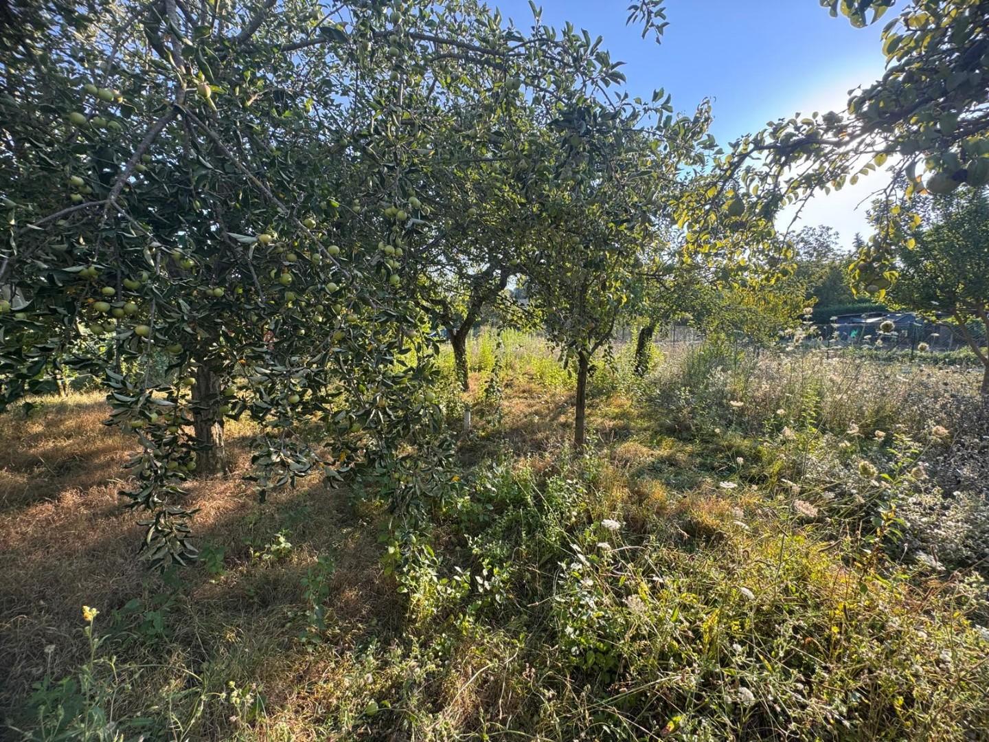 Foto annuncio 5