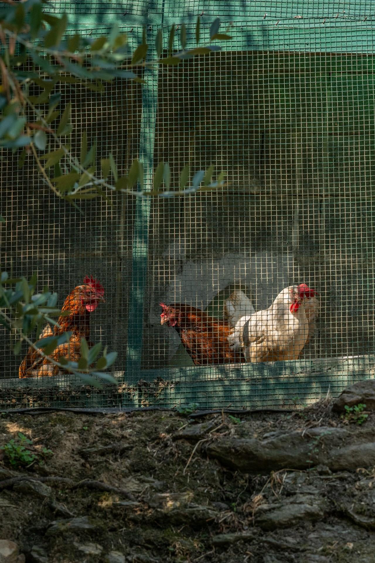 Foto annuncio 44
