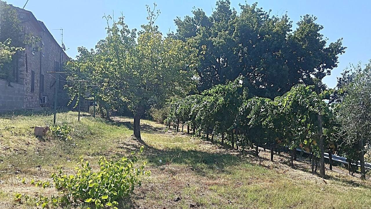 Foto annuncio 42