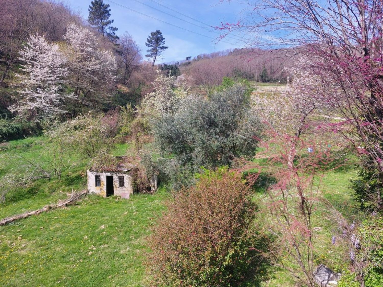 Foto annuncio 6