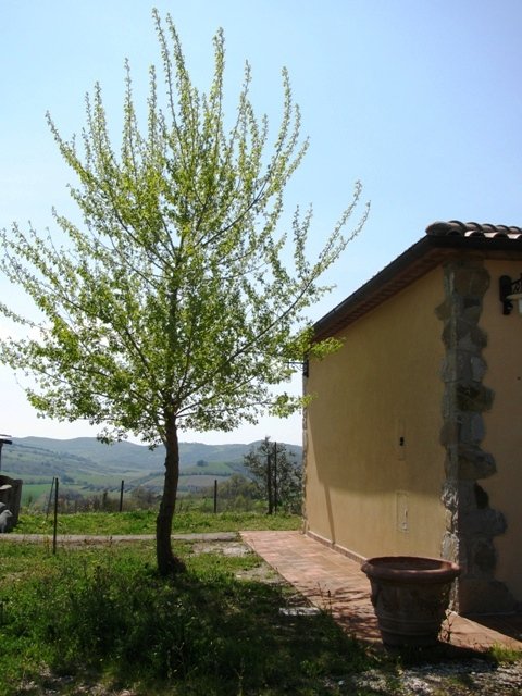 Foto annuncio 7