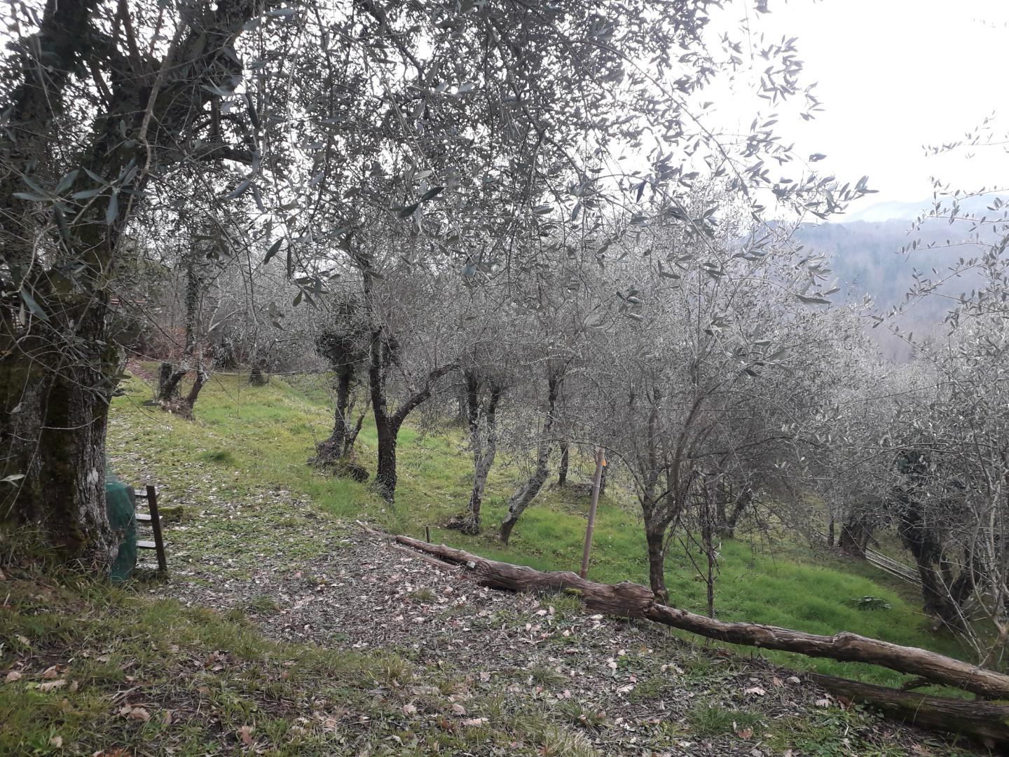 Foto annuncio 7
