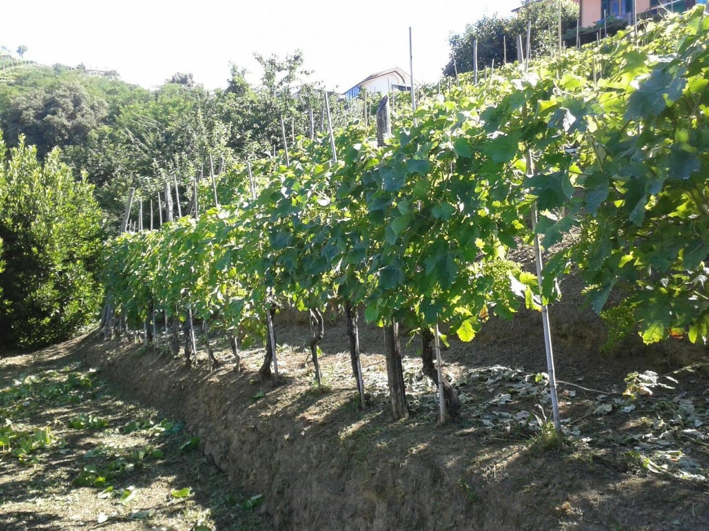 Foto annuncio 11