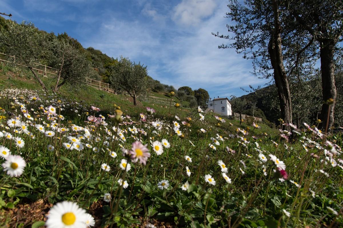 Immagine 63 di Albergo/B&B/Residence in vendita  a Pisa