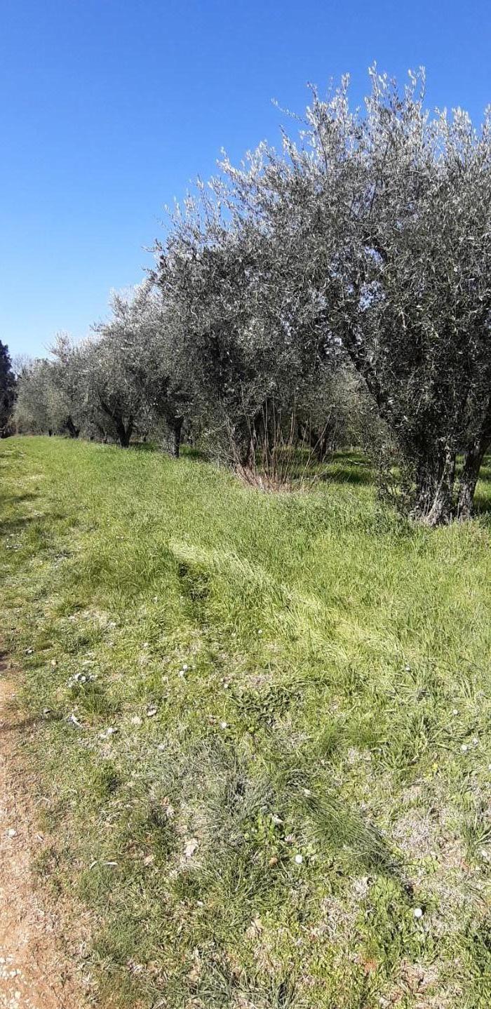 Foto annuncio 3
