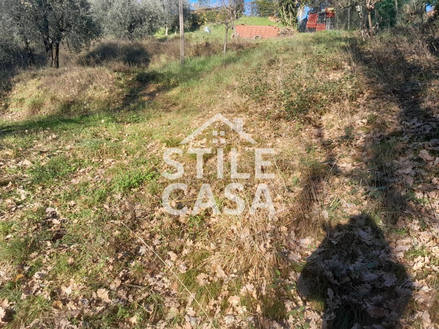 Immagine 8 di Terreno agricolo in vendita  a Montecarlo