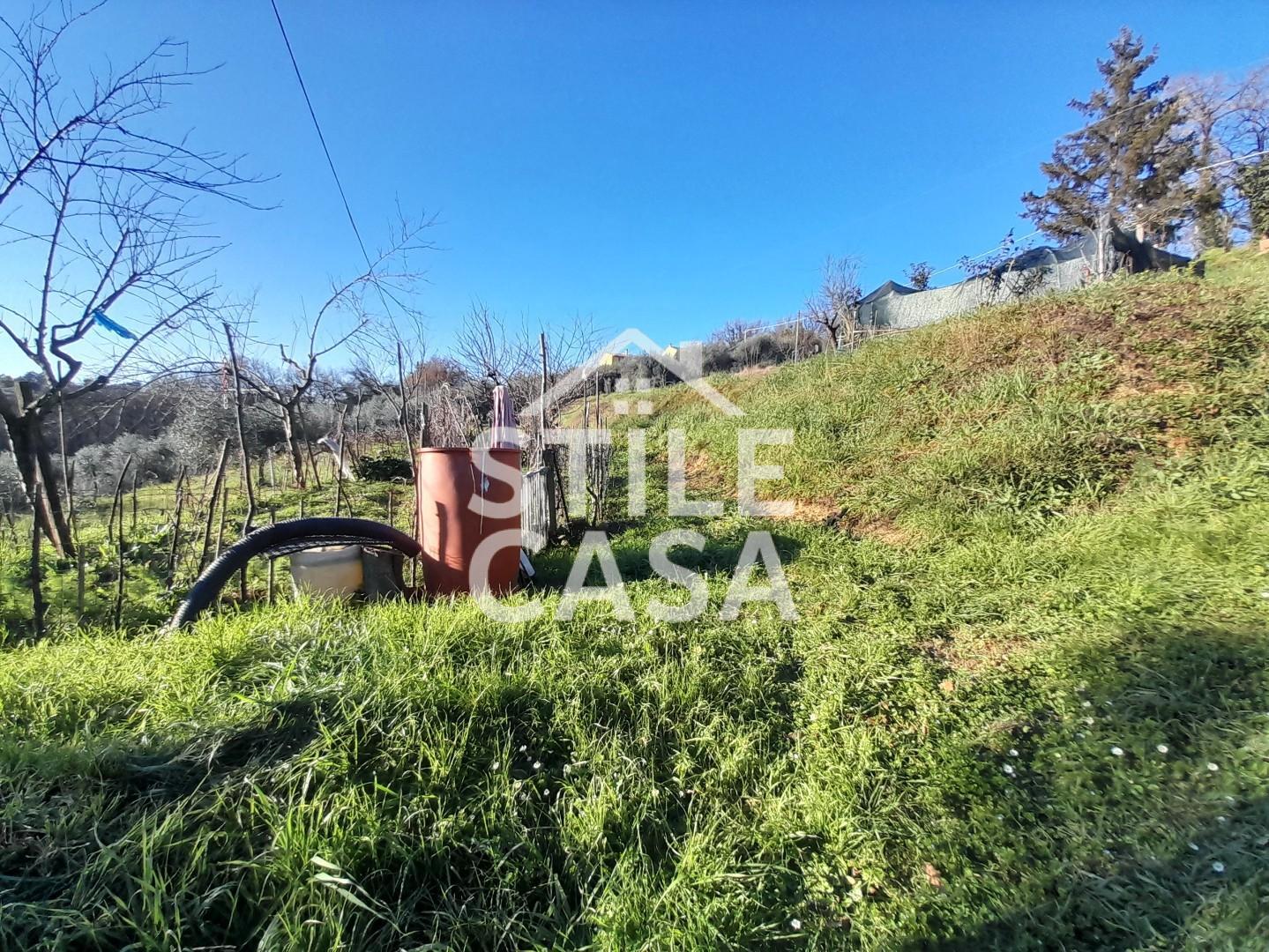 Immagine 15 di Terreno agricolo in vendita  a Montecarlo