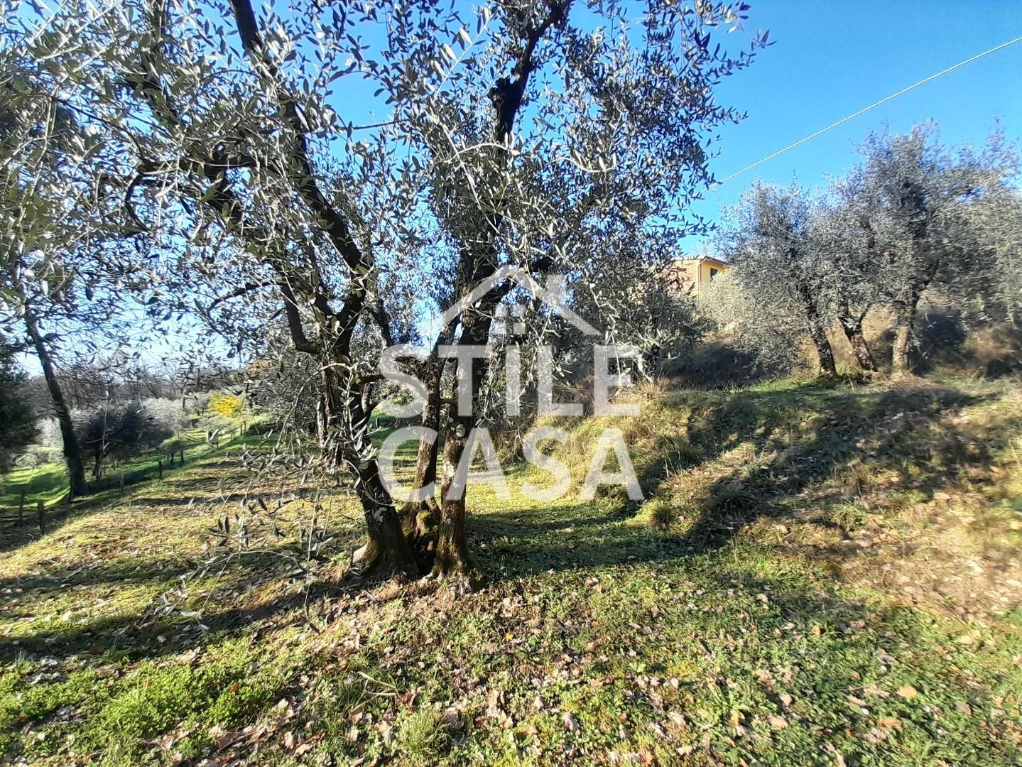 Immagine 12 di Terreno agricolo in vendita  a Montecarlo