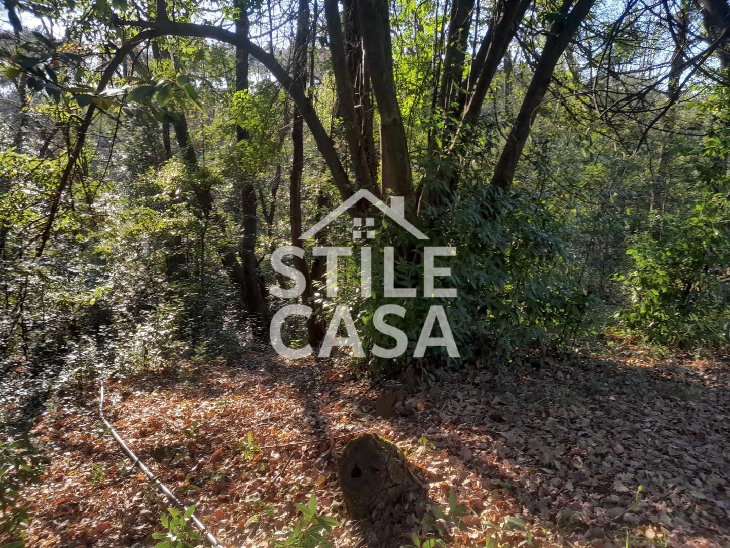 Immagine 10 di Terreno agricolo in vendita  a Montecarlo