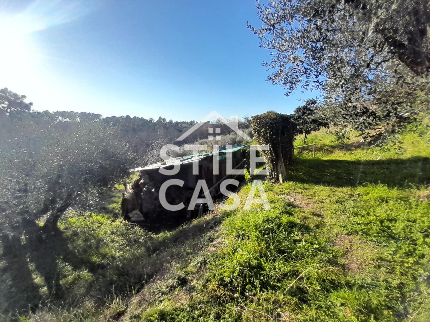 Immagine 7 di Terreno agricolo in vendita  a Montecarlo