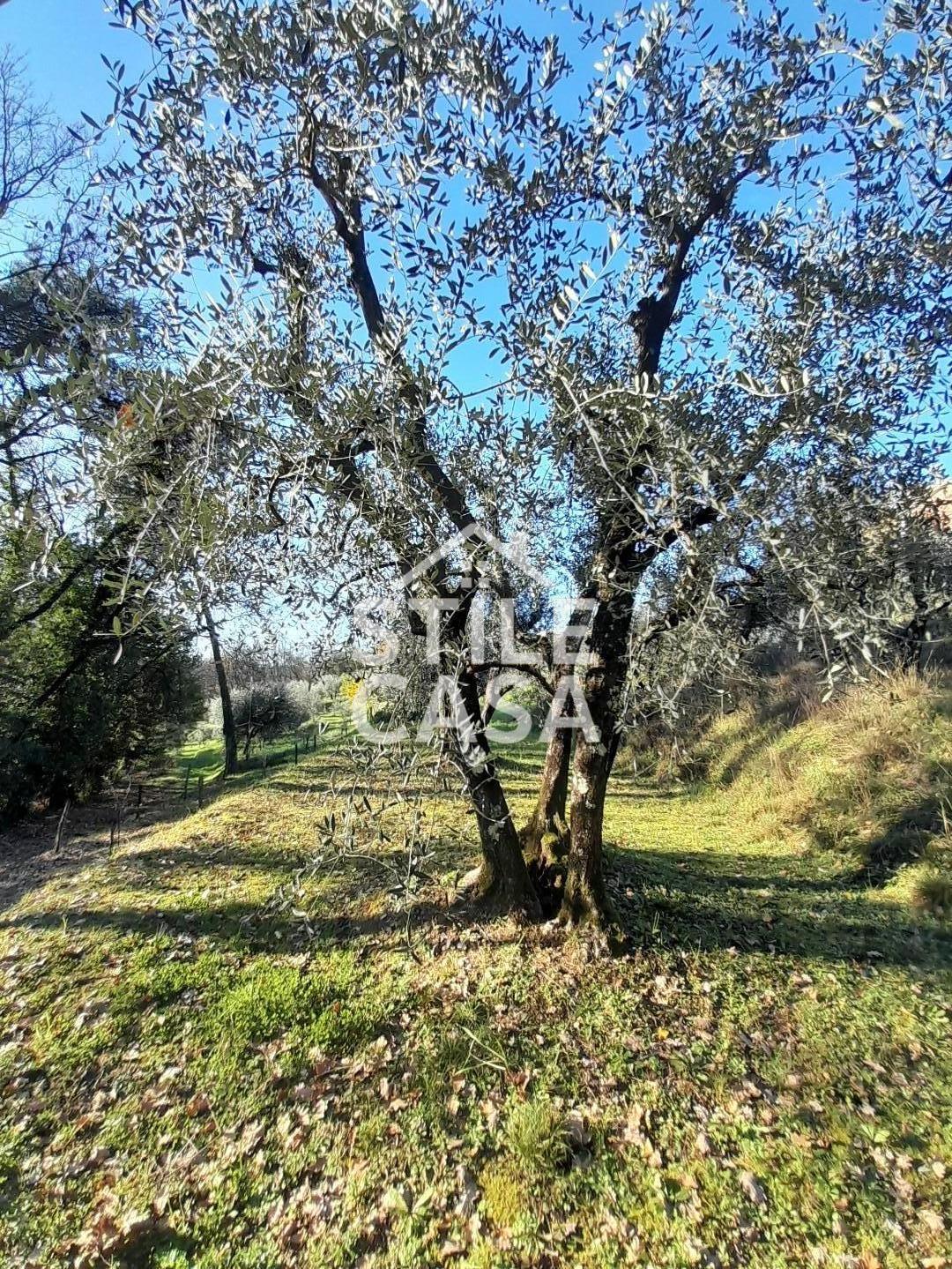 Immagine 14 di Terreno agricolo in vendita  a Montecarlo
