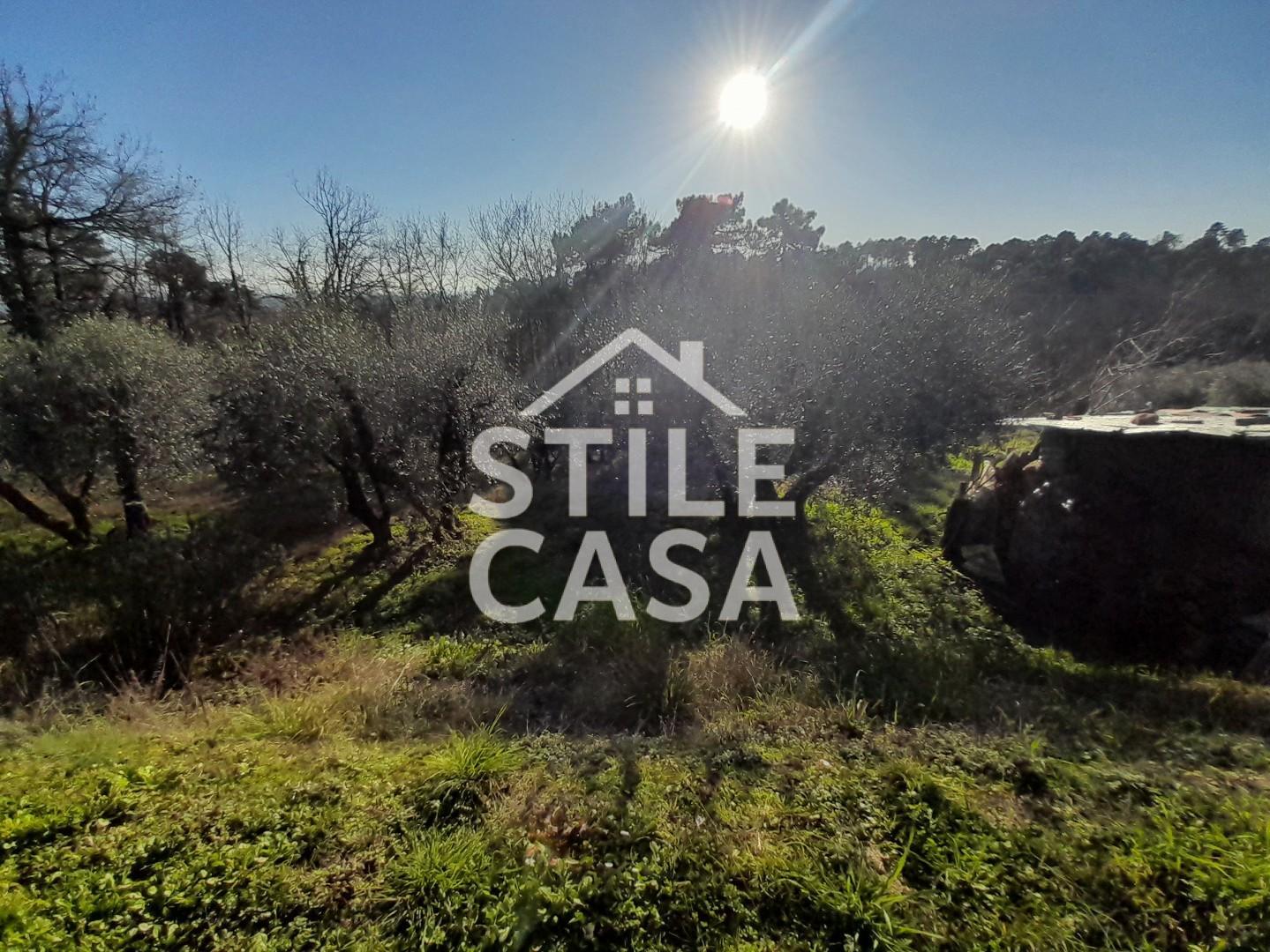 Immagine 5 di Terreno agricolo in vendita  a Montecarlo