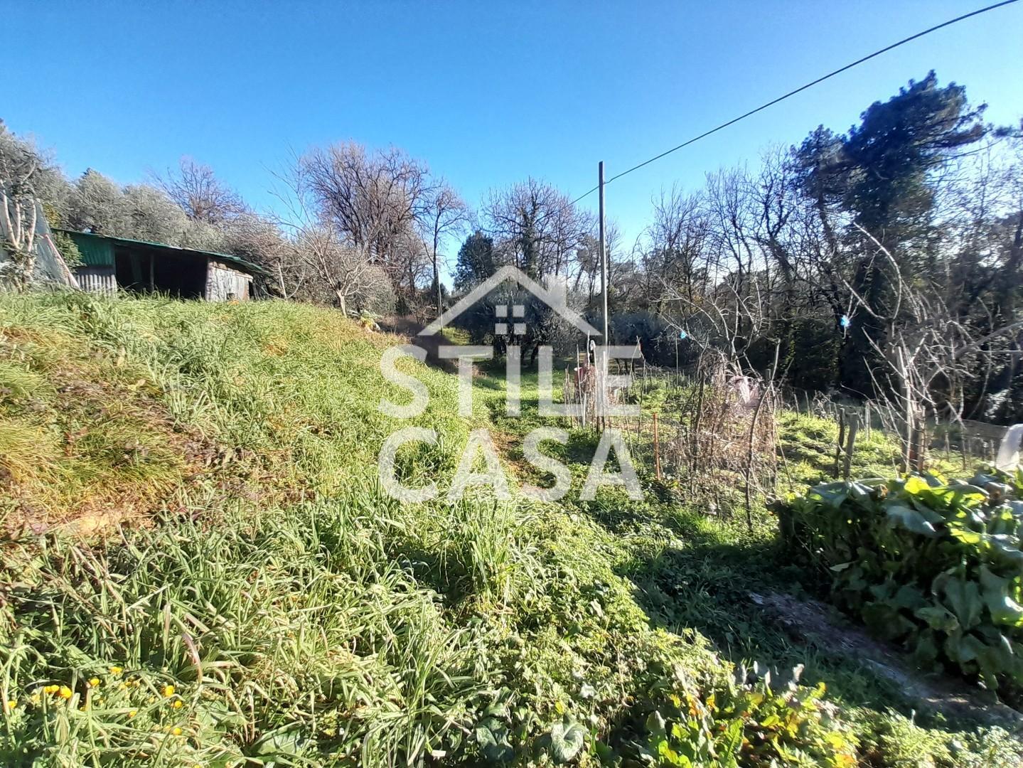 Immagine 16 di Terreno agricolo in vendita  a Montecarlo