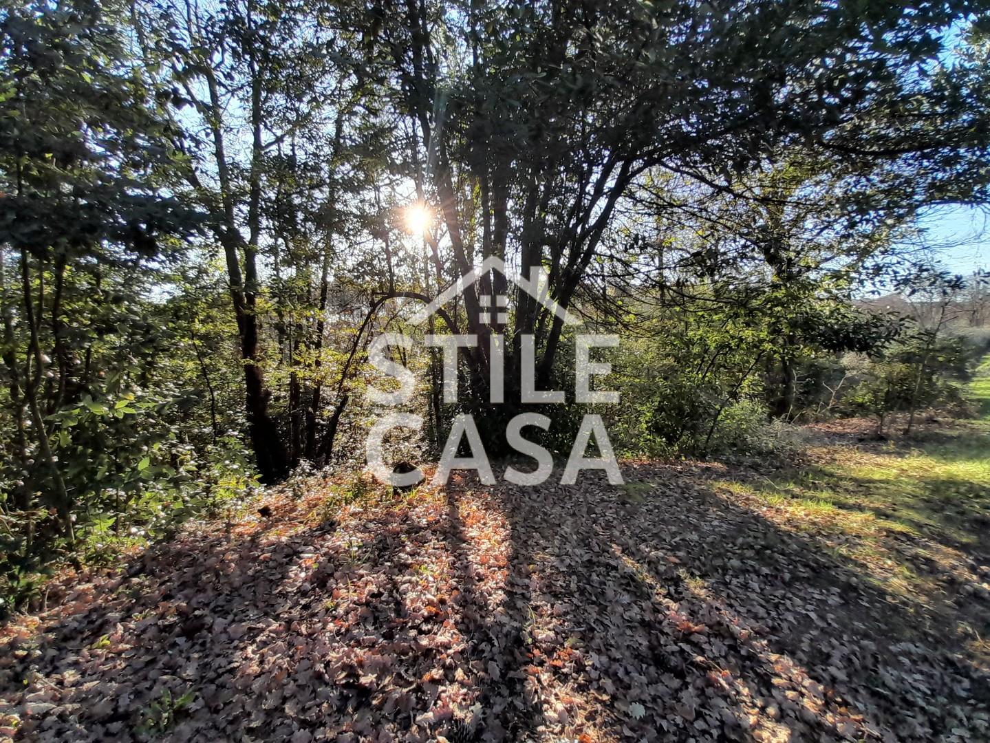 Immagine 9 di Terreno agricolo in vendita  a Montecarlo