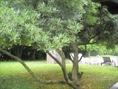 Immagine 3 di Villa in vendita  a Rosolina