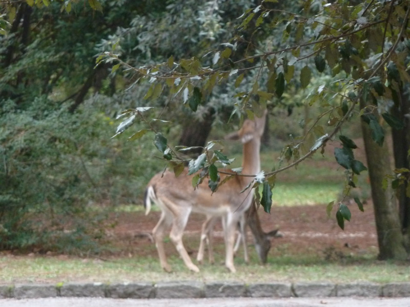Immagine 19 di Villa in vendita  a Rosolina
